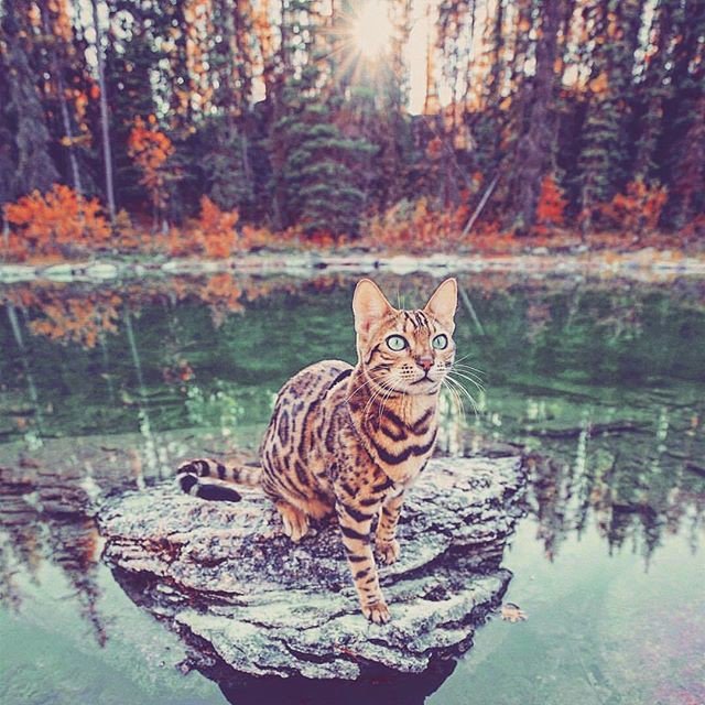 BauToFocus's tweet photo. Reposting @binxlola:
#bautofocus #animali #4zampe #pets #animalidomestici #cani #gatti #catoftheday #instacats #petsagram #catsagram https://t.co/i5GmaOmkpO