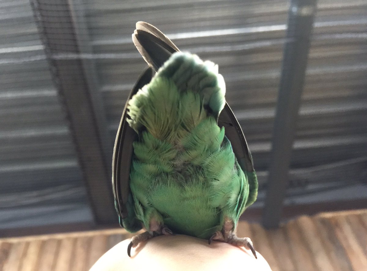 ヒヨカメ Di Twitter ミントさんはミントさんであった コザクラインコ インコ ラブバード 愛情鳥 情侶鸚鵡 鸚鵡 모란앵무 앵무새 Rosyfacedlovebird Peachfacedlovebird Lovebird Agaisroseicollis ちりーん 神戸どうぶつ王国 動物園 고베동물왕국