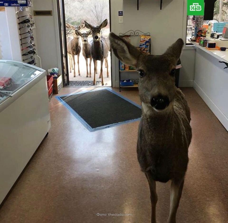 birdahabak's tweet photo. Amerika'nın Colorado eyaletinde bir geyik bir markete girer. Market sahibi bu sevimli hayvana fıstıklı çikolata ikram eder. Geyik gider ve bir saat kadar sonra bütün ailesiyle geri gelir... https://t.co/mZ7iFbCVEj