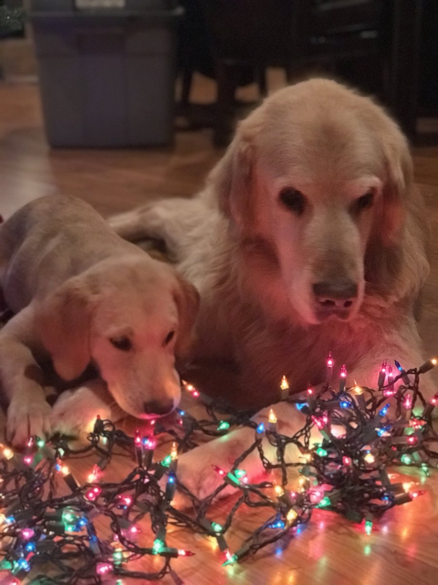 ashballman's tweet photo. I made my dogs have a Christmas photoshoot and I’m not mad about it #santapawsiscomintotown https://t.co/BEgHspOe40