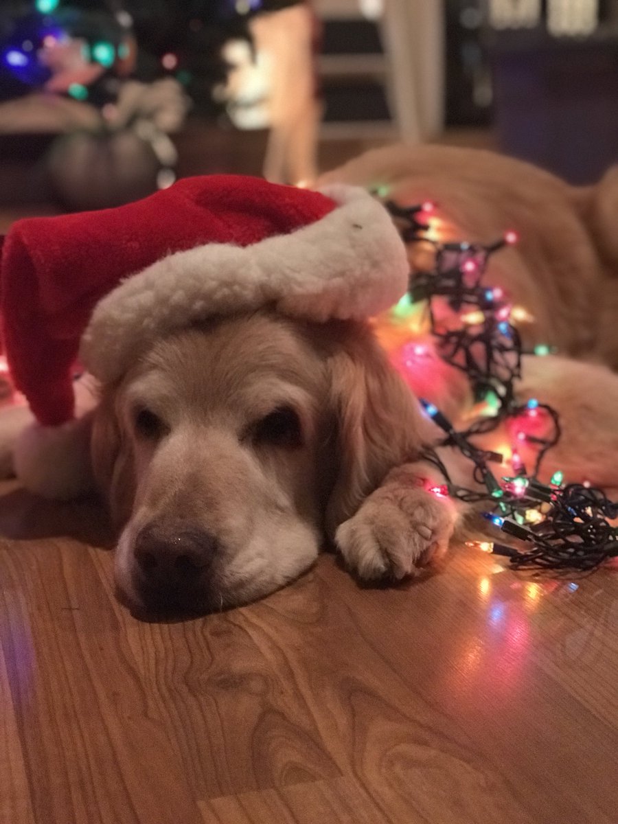 ashballman's tweet photo. I made my dogs have a Christmas photoshoot and I’m not mad about it #santapawsiscomintotown https://t.co/BEgHspOe40