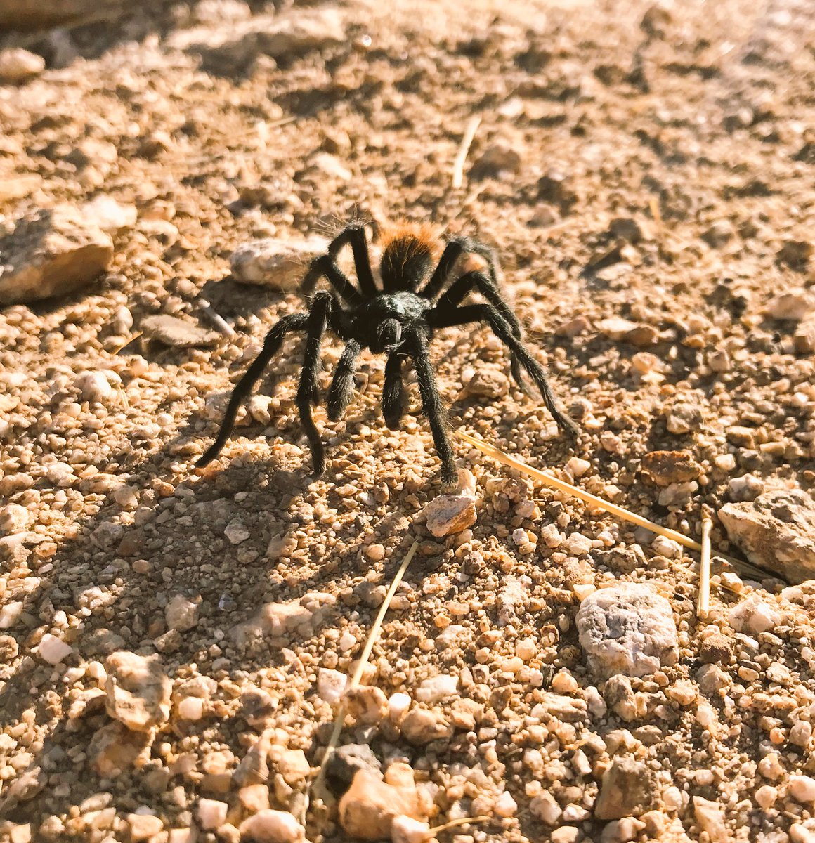 Met a cutie in #Arizona #mtlemmon #tarantula