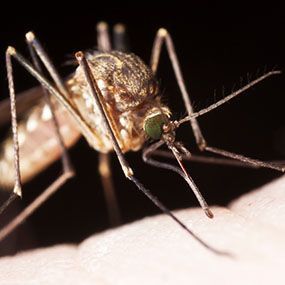 lifecycling_org's tweet photo. Mosquito Bite Symptoms and Treatments https://t.co/Elj2fPwCFR https://t.co/mocpH3WVUo