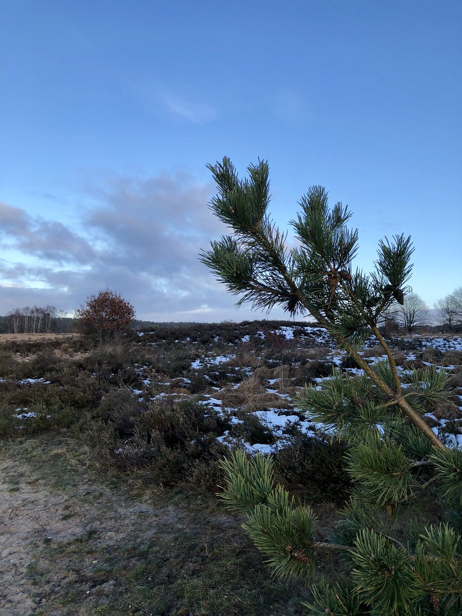 susannetd's tweet photo. Altijd mooi! @veluwezoom #veluwezoom #rozendaal #rozendaalseveld #rozendaalsebossen #mijnachtertuin #arnhem https://t.co/sR1kaoJIx6