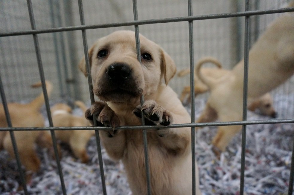 This holiday season, dogs are suffering in puppy mills across the country. Don’t allow their abusers to hide in the shadows. Please share and sign our petition at ASPCA.org/StopHiding.