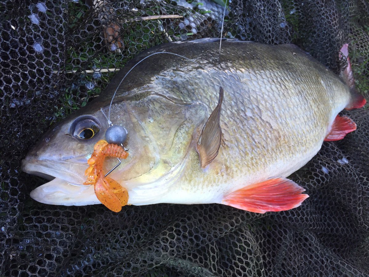 NickMarshAngler's tweet photo. @EcogearUK BugAnts. One of the best lures I’ve ever used. I nailed this one. #bugants #perchfishing #LureFishing https://t.co/WPX5HzqnIY