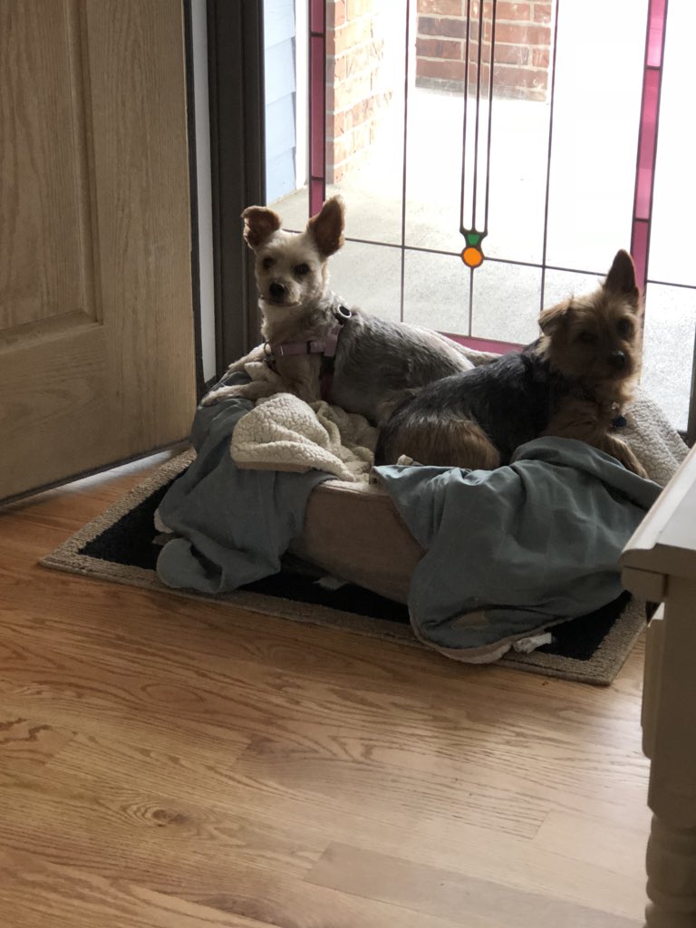 melaniekeith75's tweet photo. @LivePdFans Yumi and Jack #livepdanimals #livepd https://t.co/vTY4HaBSs5