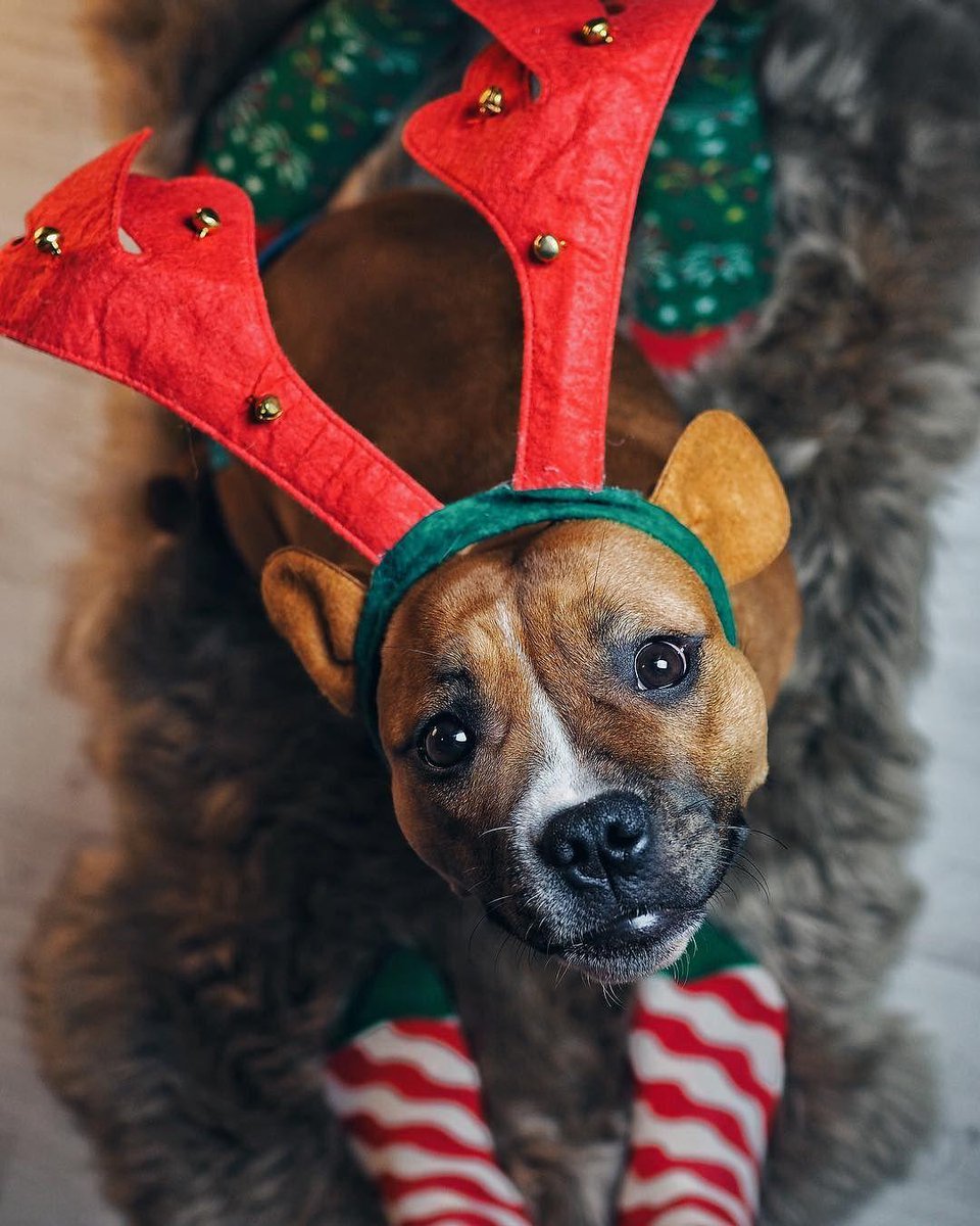 HappySofficial's tweet photo. Finally the most pawsome season is here!  📷 @elsiandvilu #HappySocks #HappinessEverywhere #DogsofTwitter #Doglovers https://t.co/Uls7UDfY3N