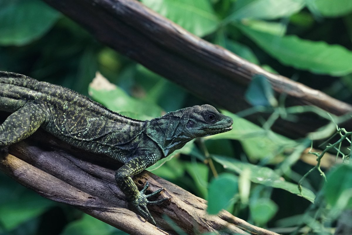 BenOndaTop's tweet photo. I took my girl and my little man to Moody Gardens last weekend and took some photos with my new camera. #SonyA7rii #GSeriesLens #24to70mm #F2point8 https://t.co/n1TE7xqL3n