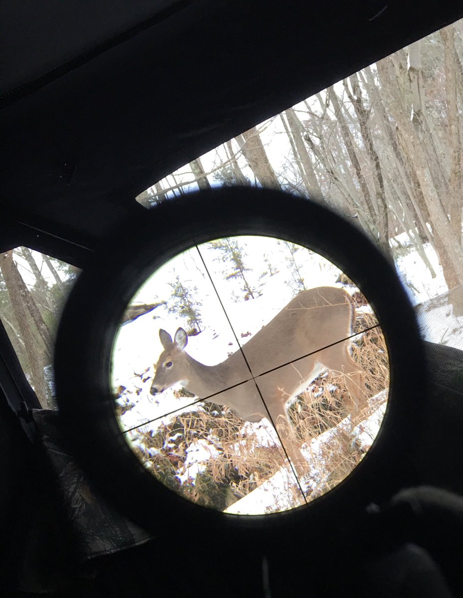 outdoorsmen87's tweet photo. Not what I’m looking for right now but had 3 does come in from my call but then ran off when a couple of quads went by #Hunting #Muzzleloader #BucksOnly #LuckySeven #Deer #WhiteTail #Outdoorsman https://t.co/g2qRNrRGAp