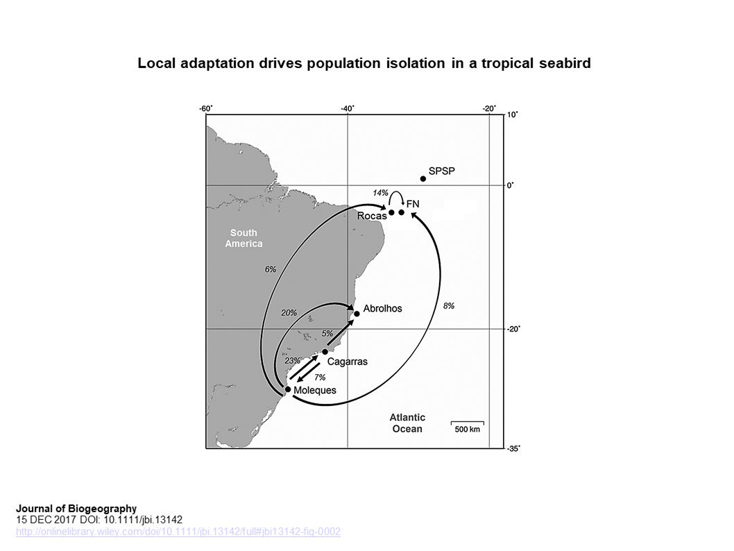 JBiogeography's tweet photo. Seabirds can fly large geographical distances, but their dispersal ability seems to be lower than their mobility, and gene flow in brown boobies is regulated by the environment, rather than distance: local adaptation and IBE https://t.co/5I5d9UTzOV https://t.co/5XMrzedYfj