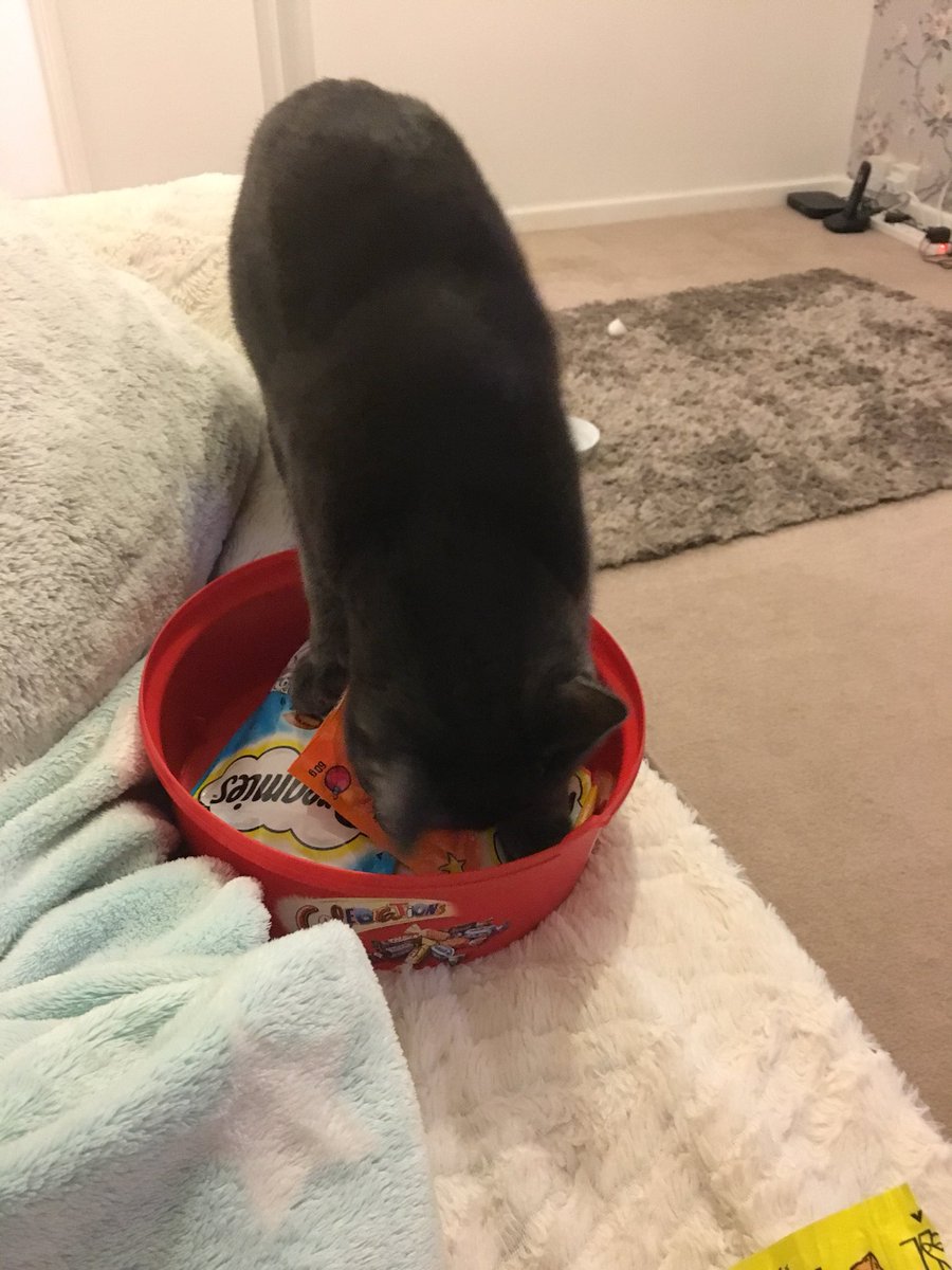 Milowmagic's tweet photo. Christmas has come early for me guys 😋 I’ve found where mamma keeps all the Dreamies 🙊🎄🎁 https://t.co/egYuFHgMti