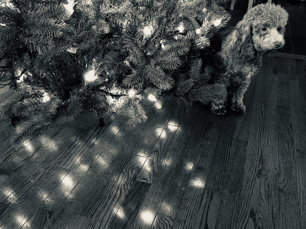 MurphyRCreates's tweet photo. Bentley’s first Christmas #doodle #christmastree @erinmurphy https://t.co/pSN77TDTBH