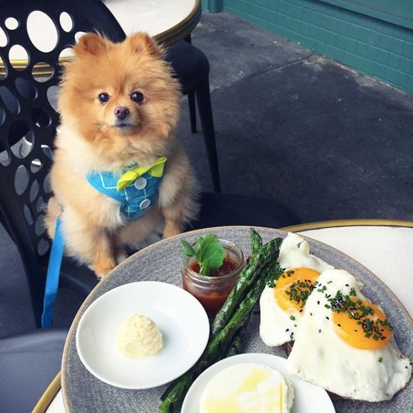 FromOnHigh412's tweet photo. Thanks Bento for coming down to enjoy brunch and brighten our day! 🐶@bentopom #dogswhobrunch #melbourne #cafe #pomeranian #fluffy https://t.co/eqBSv4iIAV