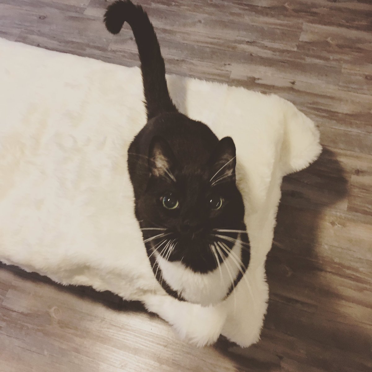 DogWalkerDallas's tweet photo. @sir_charley06 is SO sweet and loves to cuddle! #dallaspetsitter #dallascats #dallascatsitting #catsofinstagram #tucedocat #catsofdfw #catsofdallas https://t.co/Sq0zfWrrNZ