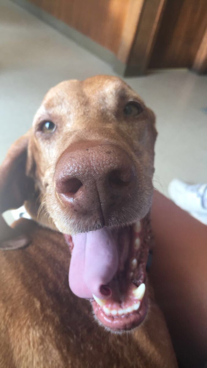 Burger2Shannon's tweet photo. “What a beautiful place to be with friends...” Dobby was in our lives for 8 yrs.  Everyday he brought LOVE, happiness &amp; energy.  Dobby passed today, he was happy &amp; amazing to the end. Today Dobby got his “sock”. Dobby, your friend(s) were always happy 2 be with u!! @jk_rowling https://t.co/6TeZkMKliW