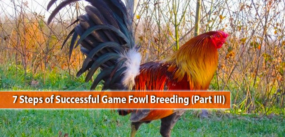 7 Steps of Successful Game Fowl Breeding (Part III)
goo.gl/QVvosn
#cockfighting
#breeding
#gamefowl
#breedingtips
#tips