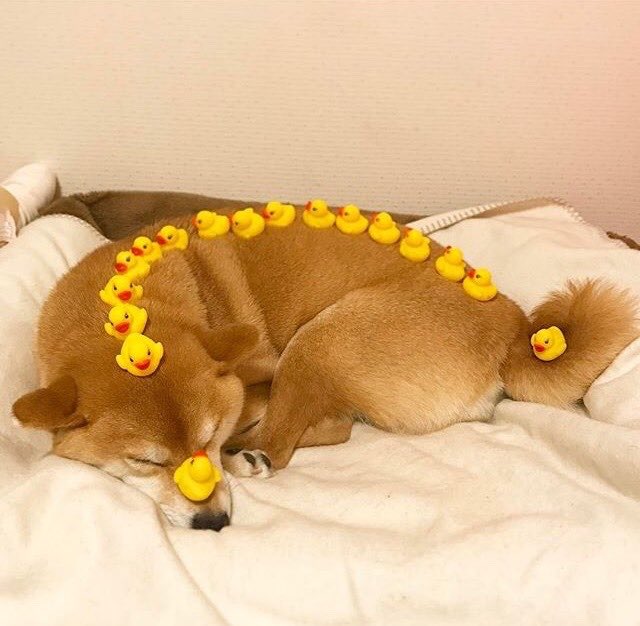 EveryWordDog's tweet photo. quack dog https://t.co/SFCHXsgsq1