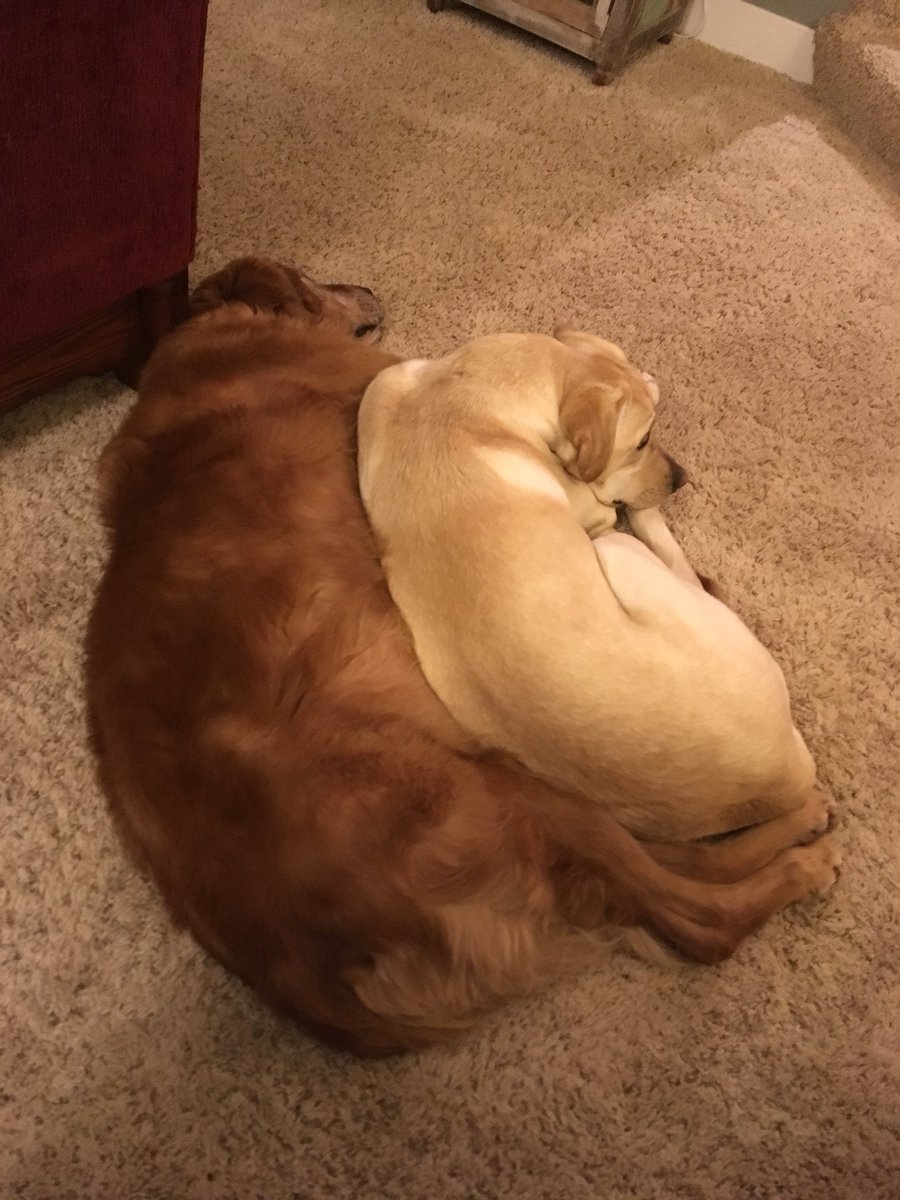 bean_stengl's tweet photo. How I would like to be this holiday season. https://t.co/1gwz6gvL61