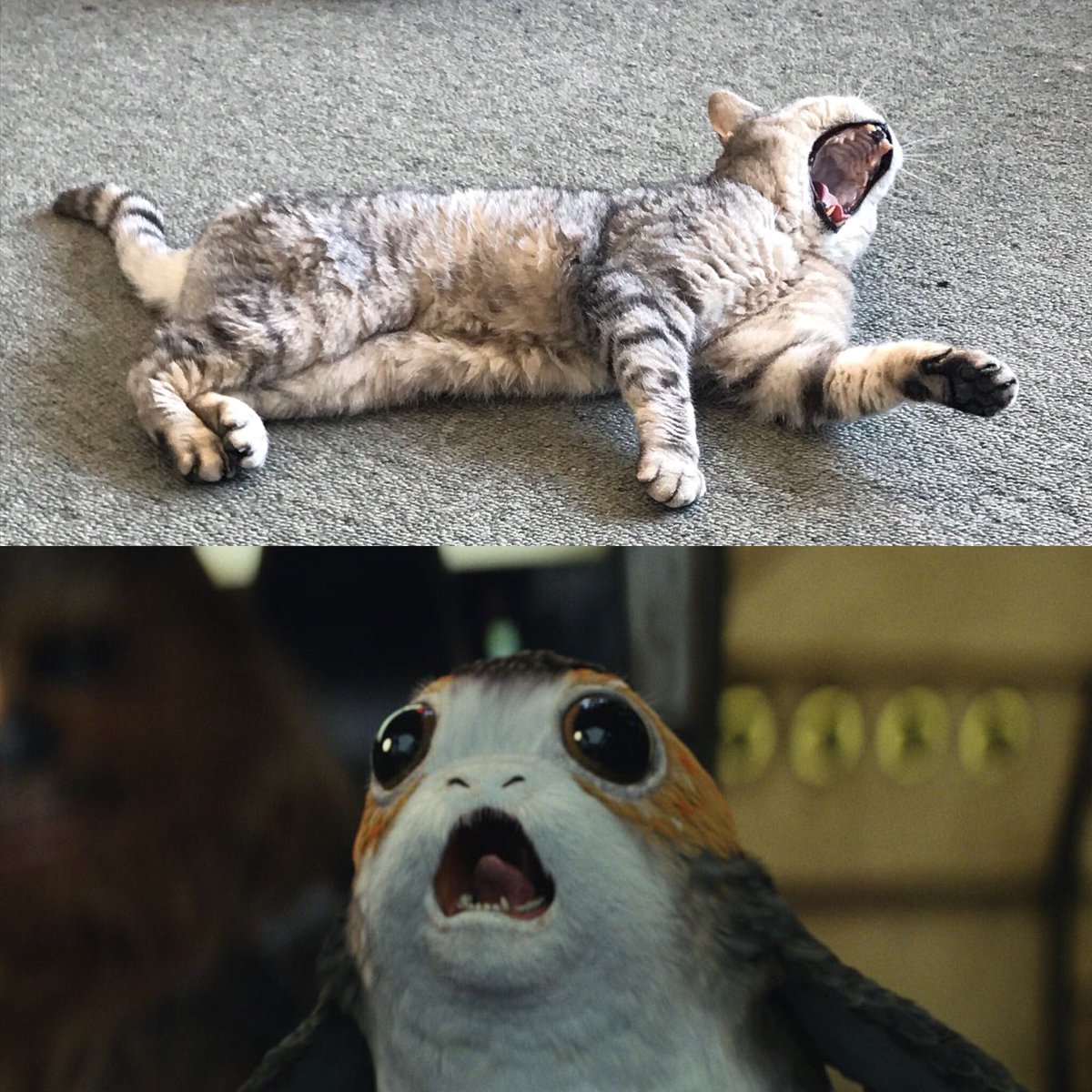 .<a href="/moonpurr/">Sarah McClintock</a> noticed this uncanny resemblance