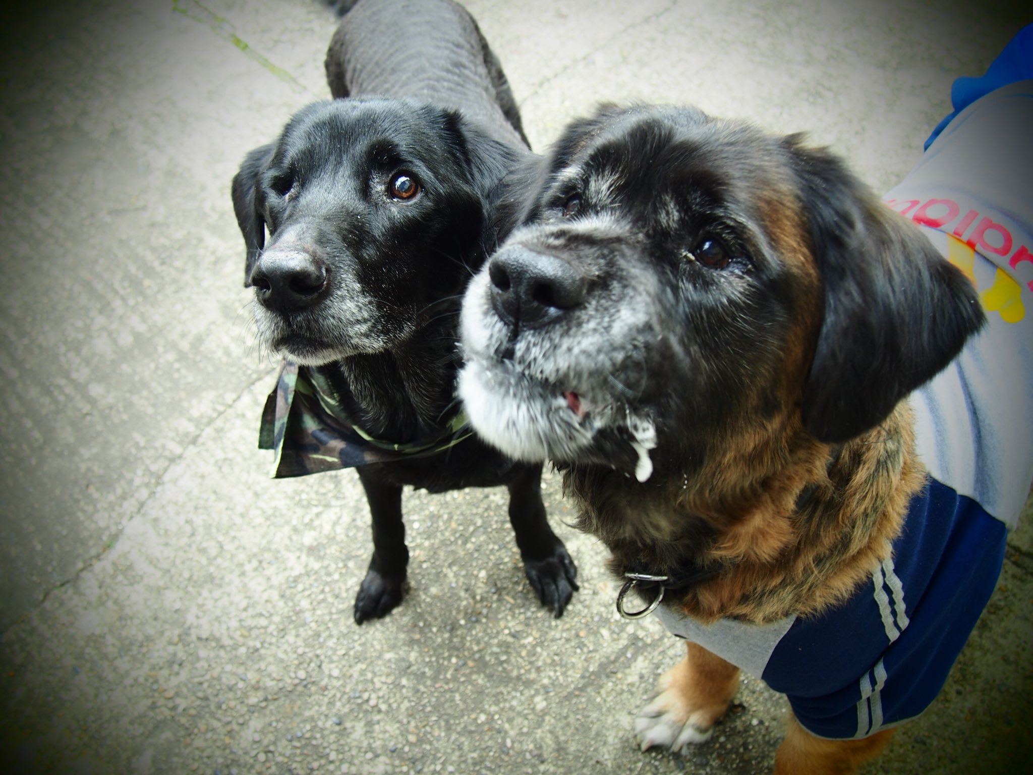 Miicoro Moikka 今日は 年賀状の写真を撮っていました あんちゃん よだれよだれ 大型犬との生活 大型犬のいる暮らし ゴールデンとバーニーズのミックス犬 ミックス犬 ラブラドール 黒ラブ 黒ラブシニア シニア犬 年賀状写真 よだれ
