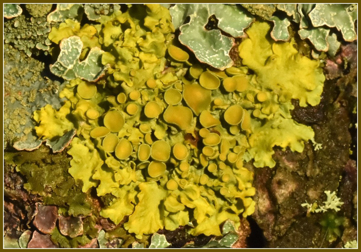 JanAlsvik's tweet photo. Vanlig messinglav, eller internasjonalt sagt: Xanthoria parietina. https://t.co/CajFUZxuim