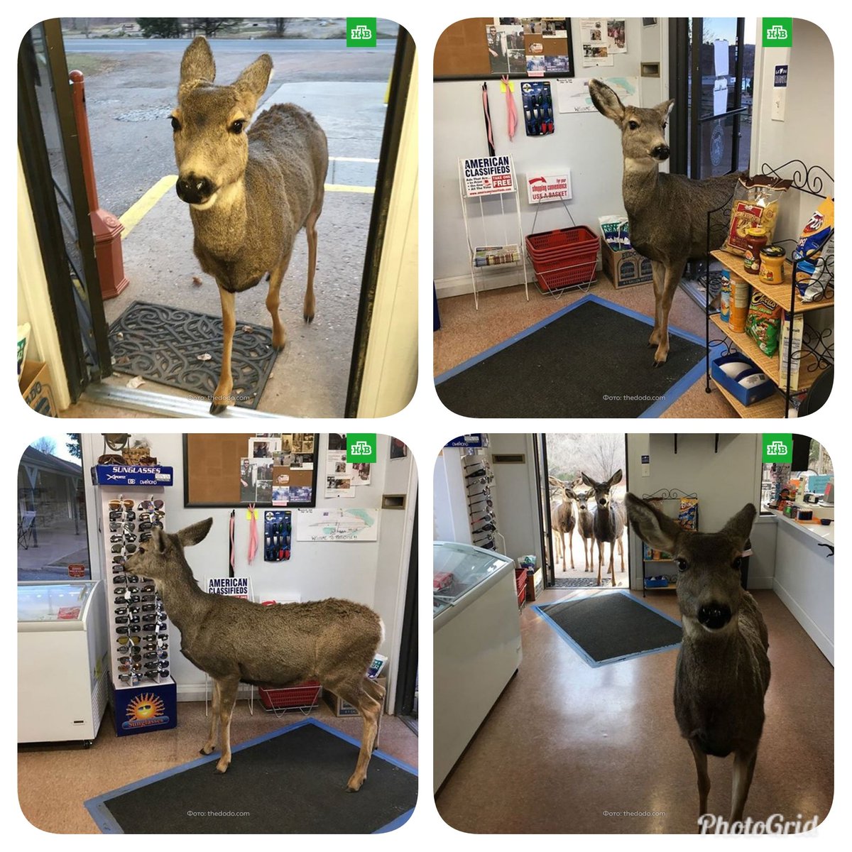 alphanmanas's tweet photo. Amerika'nın Colorado eyaletinde bir geyik bir markete girer. Market sahibi bu sevimli hayvana fıstıklı çikolata ikram eder. Geyik gider ve bir saat kadar sonra bütün ailesiyle geri gelir. https://t.co/utrFqYWzTR
