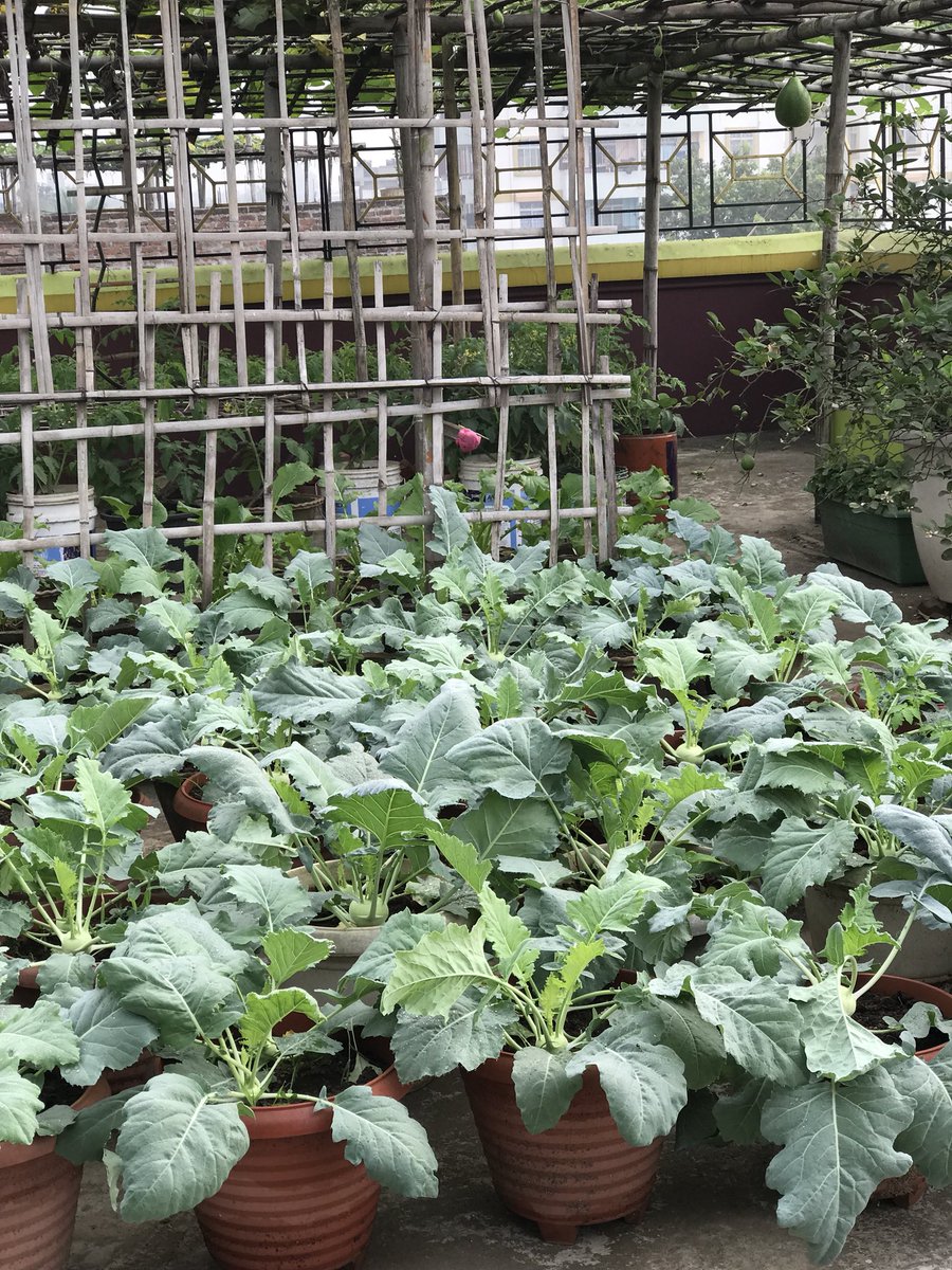 Vegetables grown at my terrace