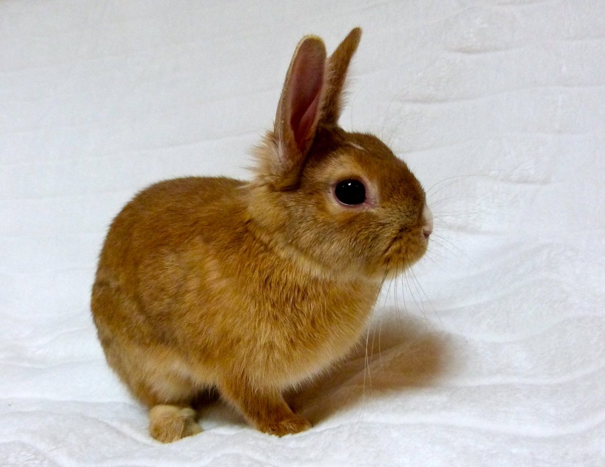 Paws So Small So Fluffy So Cute Bunny Rabbit Hop Ears Brown Fluffy Furry Cute Baby Pets