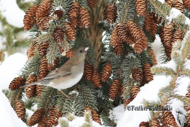 d64miller's tweet image. Dark-eyed Junco, European Starling and Northern Cardinal always make a good showing on the #CBC. Today was no different. #birdingfun #winterbirding #ChristmasBirdCount #populationstudies #Michiganbirds