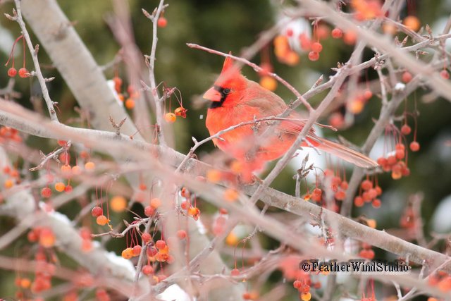 d64miller's tweet image. Dark-eyed Junco, European Starling and Northern Cardinal always make a good showing on the #CBC. Today was no different. #birdingfun #winterbirding #ChristmasBirdCount #populationstudies #Michiganbirds