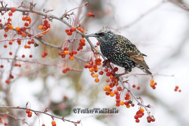 d64miller's tweet image. Dark-eyed Junco, European Starling and Northern Cardinal always make a good showing on the #CBC. Today was no different. #birdingfun #winterbirding #ChristmasBirdCount #populationstudies #Michiganbirds