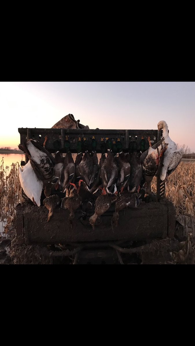 baseball_diesel's tweet photo. #DuckHunting #bandednation https://t.co/lXEs7Dnx5b