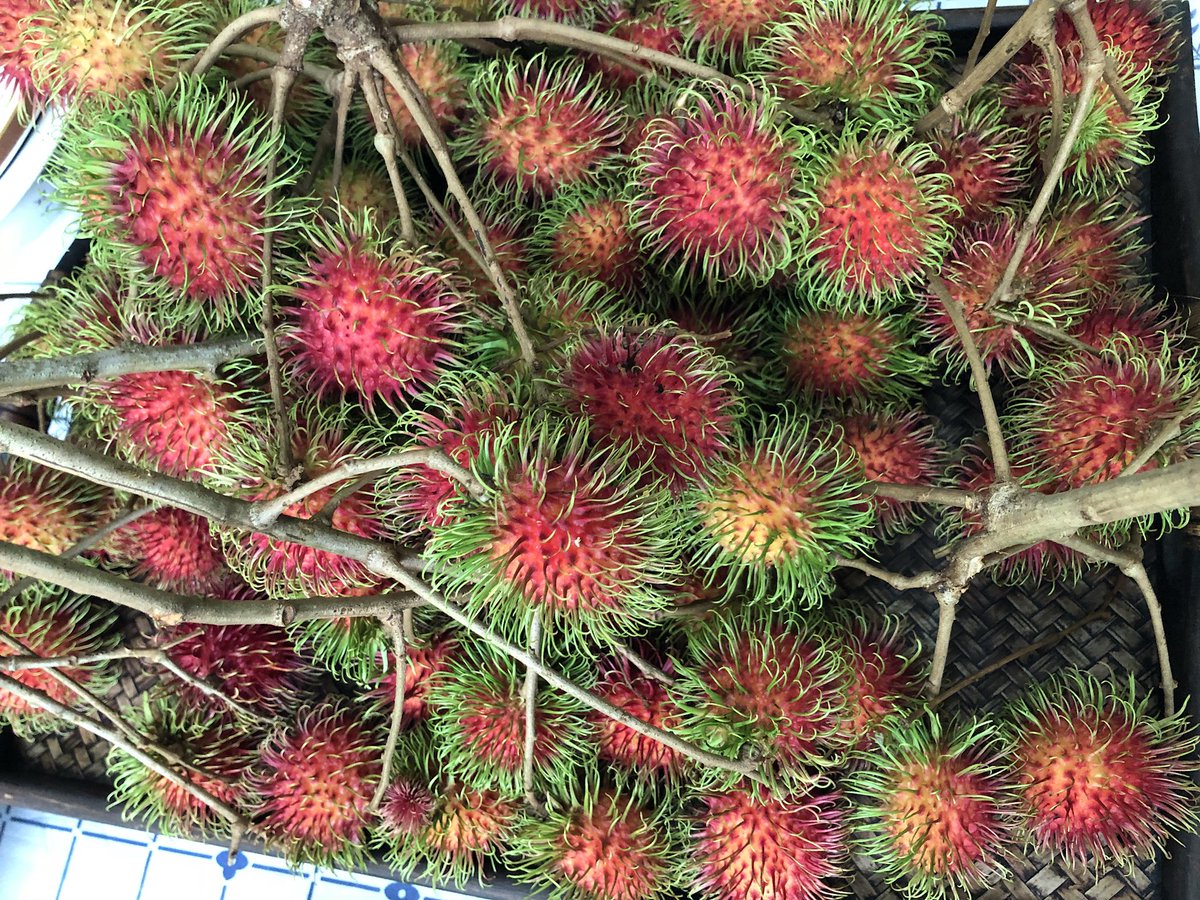 ahmadmaslan's tweet photo. Rambutan sedang musim skrng di #Pontian. Singgah di kuarters #IPD #PDRM dijamu rambutan segar bersama OCPD Zakaria. SM Zahar kahwinkan anak minggu lepas. Ada #PAU2017 waktu itu &amp; baru hari ini sempat saya singgah. https://t.co/31pD3AnIM0
