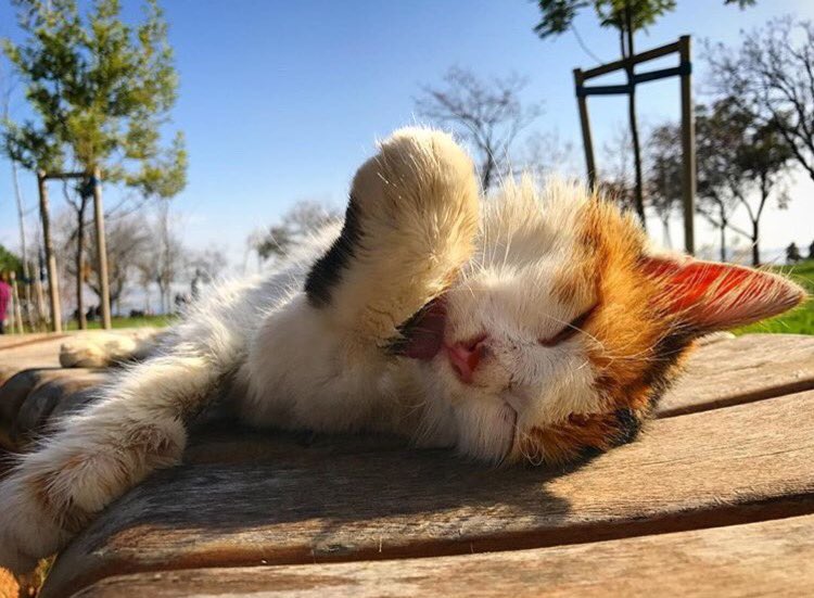 benkadikoy's tweet photo. 🐈🙈💤Pazarmış bugün. Kapa gözleri kapa.

#BenKadıköy
📍: Fenerbahçe
📸: @clover_sun_erensoy 

#BenKadıköy #mobileapp #kadıköy #kadikoy #moda #bagdatcaddesi #caddebostan #suadiye #fenerbahçe #yeldeğirmeni #bostancı #konser #tiyatro #sergi #sinema #atolye #sinema https://t.co/NVxOxUvAuY