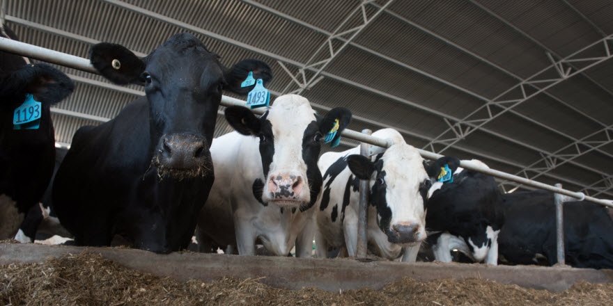 MPI_NZ's tweet image. We&apos;re holding a public meeting about the Mycoplasma bovis response in Winton on Tuesday 19 Dec at 6.30pm bit.ly/2zacuxV #biosecurity #agchatnz