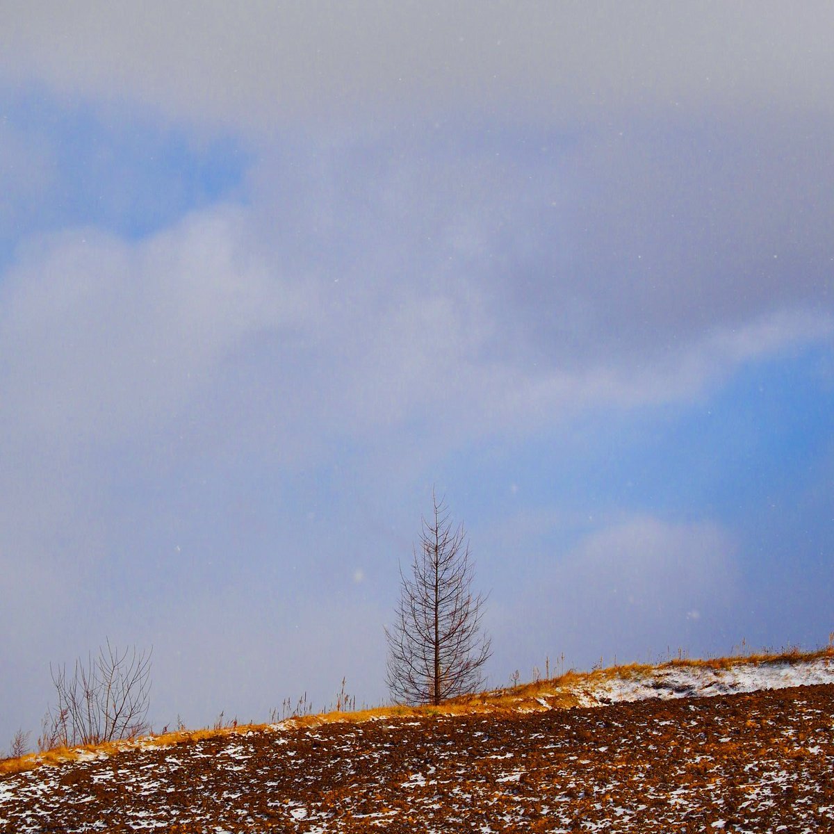 sara_role's tweet photo. 雪が積もったら
夜も来てみよーかなと
思ってる
#写真好きな人と繋がりたい
#ファインダー越しの私の世界
#キリトリセカイ
#氷点下
#my_tree https://t.co/kZ4FPMxV3I