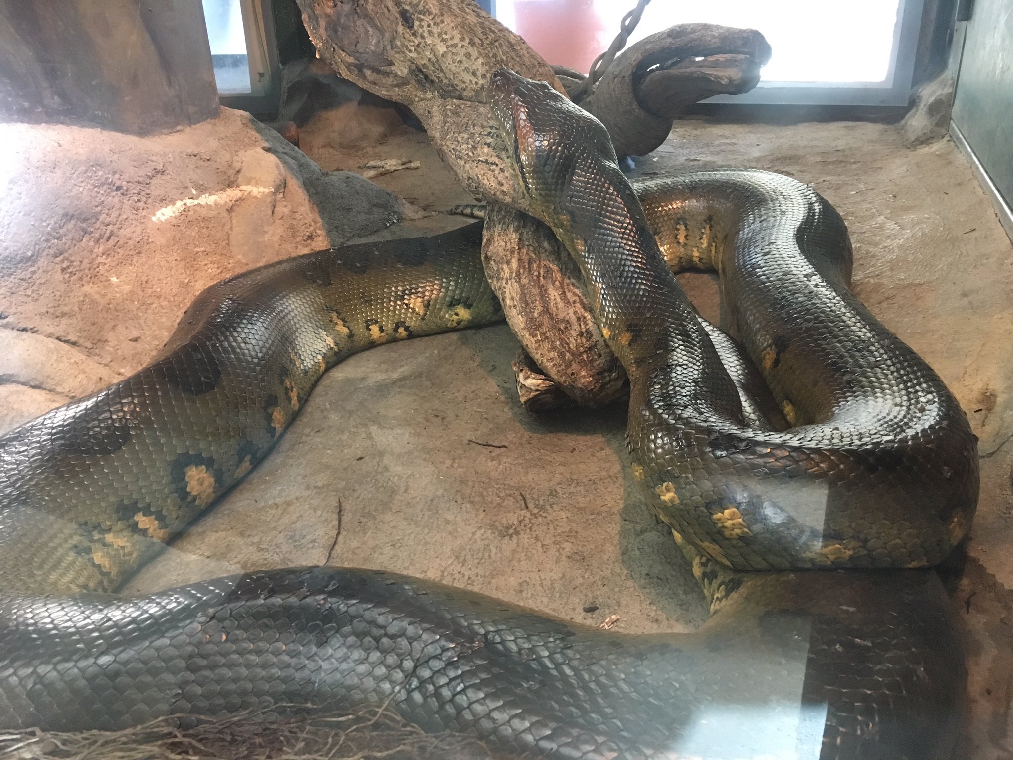 須田 英臣 En Twitter 日本平動物園に行って オオアナコンダ見てきた 日本トップクラスの大蛇 を謳ってますが 6mには届いてないかな 脱皮直後で珍しく陸地にいたけど 普段は水中にいて これがまた見づらい ケージの床がガラスなので 下のフロアからも見れる 須田 英臣 En Twitter 日本平動物園に行って オオアナコンダ見てきた 日本トップクラスの大蛇 を謳ってますが 6mには届いてないかな 脱皮直後で珍しく陸地にいたけど 普段は水中にいて これがまた見づらい ケージの床がガラスなので 下のフロアからも見れる
