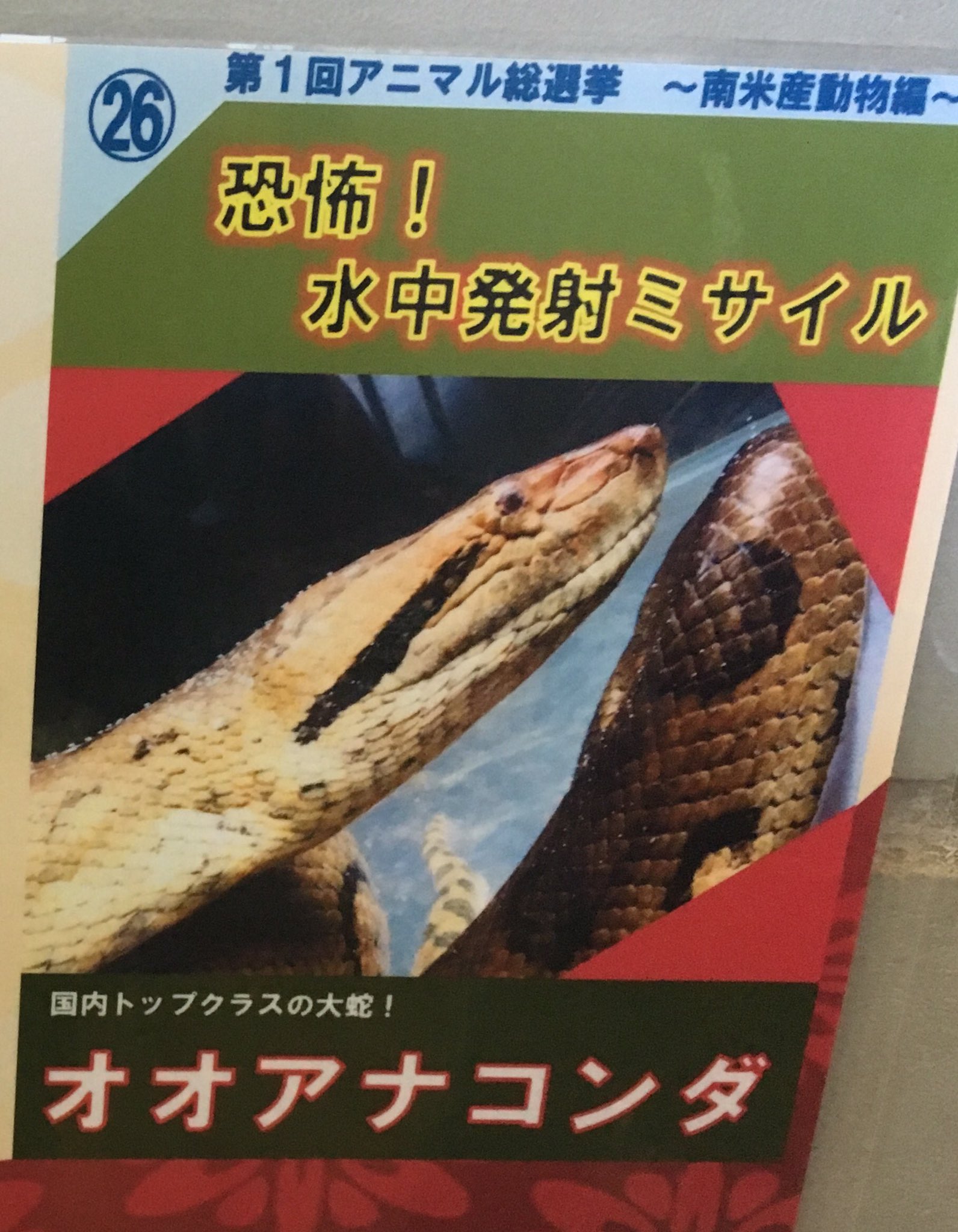 須田 英臣 En Twitter 日本平動物園に行って オオアナコンダ見てきた 日本トップクラスの大蛇 を謳ってますが 6mには届いてないかな 脱皮直後で珍しく陸地にいたけど 普段は水中にいて これがまた見づらい ケージの床がガラスなので 下のフロアからも見れる