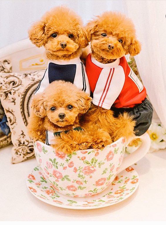 まな 殺処分絶対反対 ティーカッププードルをご存知ですか 成犬になっても小さくとても可愛らしいですよね しかし ティーカッププードルという犬種は実は存在しません 体が小さいトイプードルを掛け合わせて繁殖していき 小さなプードルを作りあげる