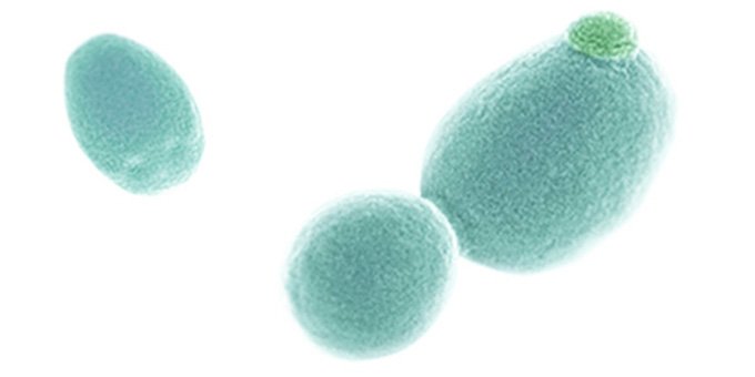 .<a href="/ArzedaCo/">Arzeda</a>, a company harnessing the power of computational #proteindesign and #syntheticbiology, is looking for a #Scientist, Synthetic Biology / #ProteinEngineering synbiobeta.com/opportunities/… 
#synbio #biotech #engbio #biobased #bioeconomy #compbio #deeptech