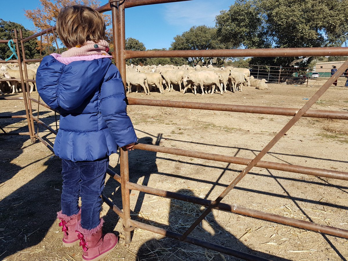 Nos encanta vivir en <a href="/Ayto_Boadilla/">Ayuntamiento de Boadilla del Monte</a>! Disfrutando de un soleado domingo en familia con ovejas, gallinas, caballos, etc. Gracias <a href="/Aglezterol/">Antonio González Terol</a> y equipo por pensar siempre en las familias!