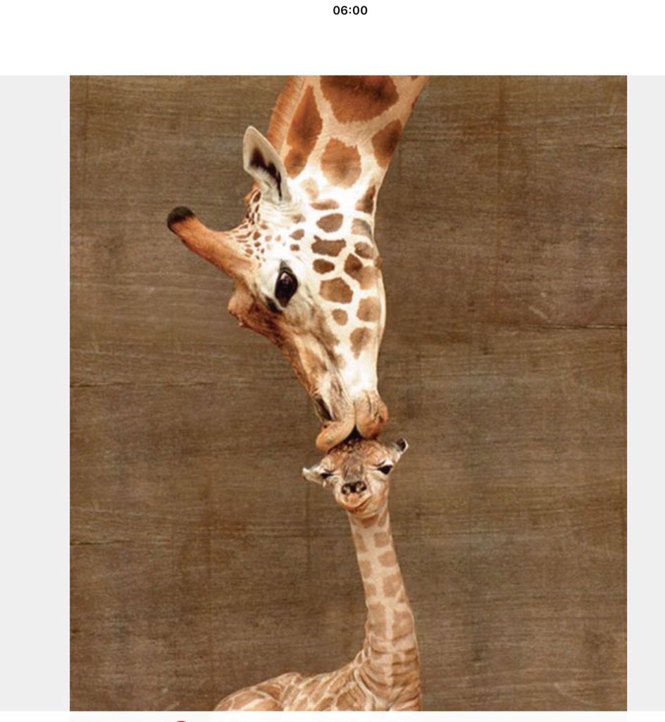 Cute Animals of the Day

First Kiss