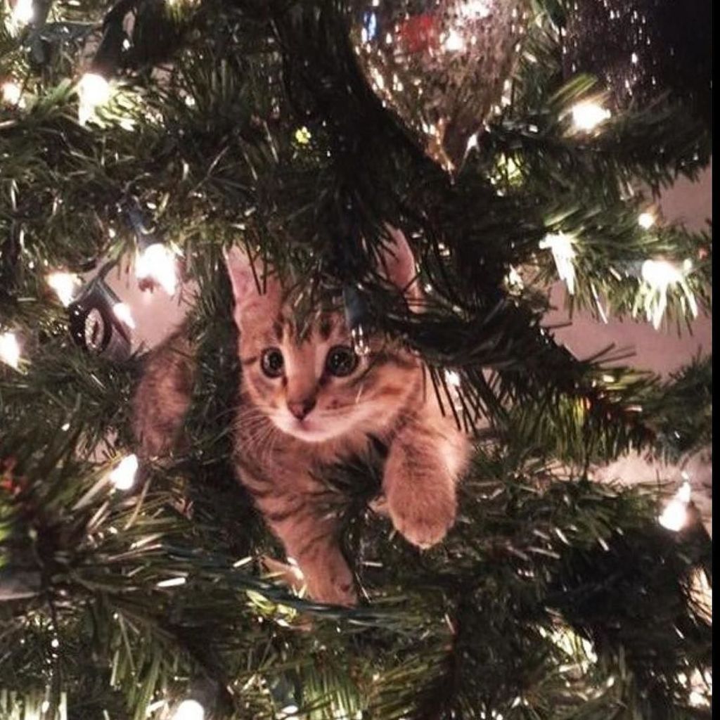 BrideMinded's tweet photo. #nudiejuice “Stuck ? I’m not stuck! Stuck in the Christmas Spirit 🎄#creatorsofgood #seethegood @nudiejuice https://t.co/5N2X9wPK4S https://t.co/Q0DrPw91wn