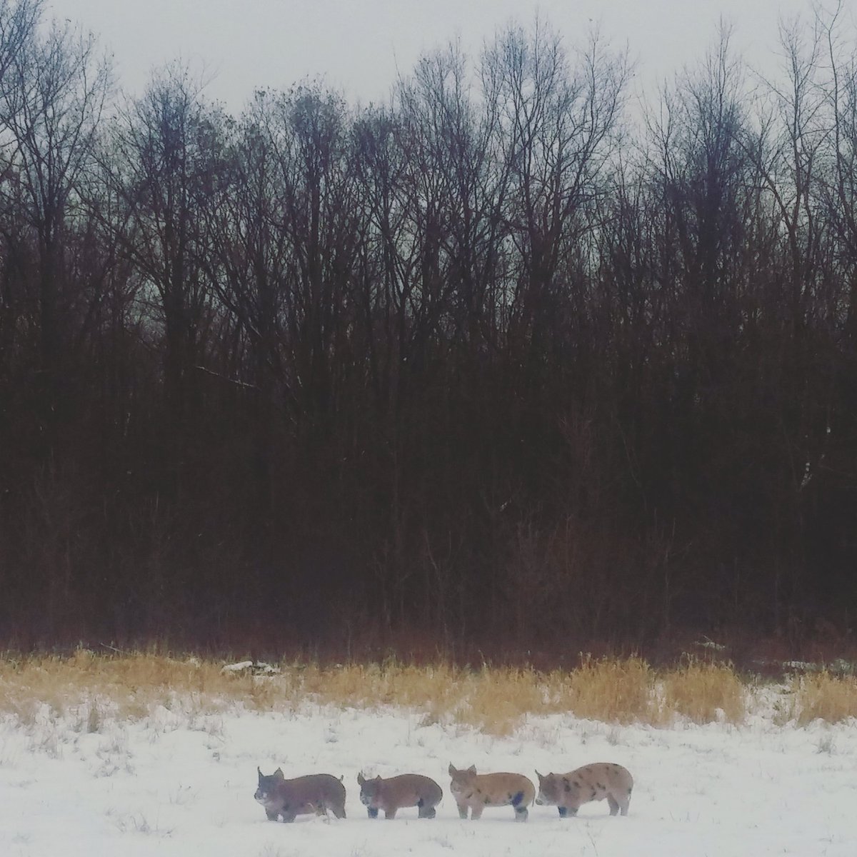 theLincFarm's tweet photo. #Snowpigs #realpigfarming #highwelfare #freerange #farmlife #niagaraonthelake #forestpigs #piglets https://t.co/6IyrmNCHvz