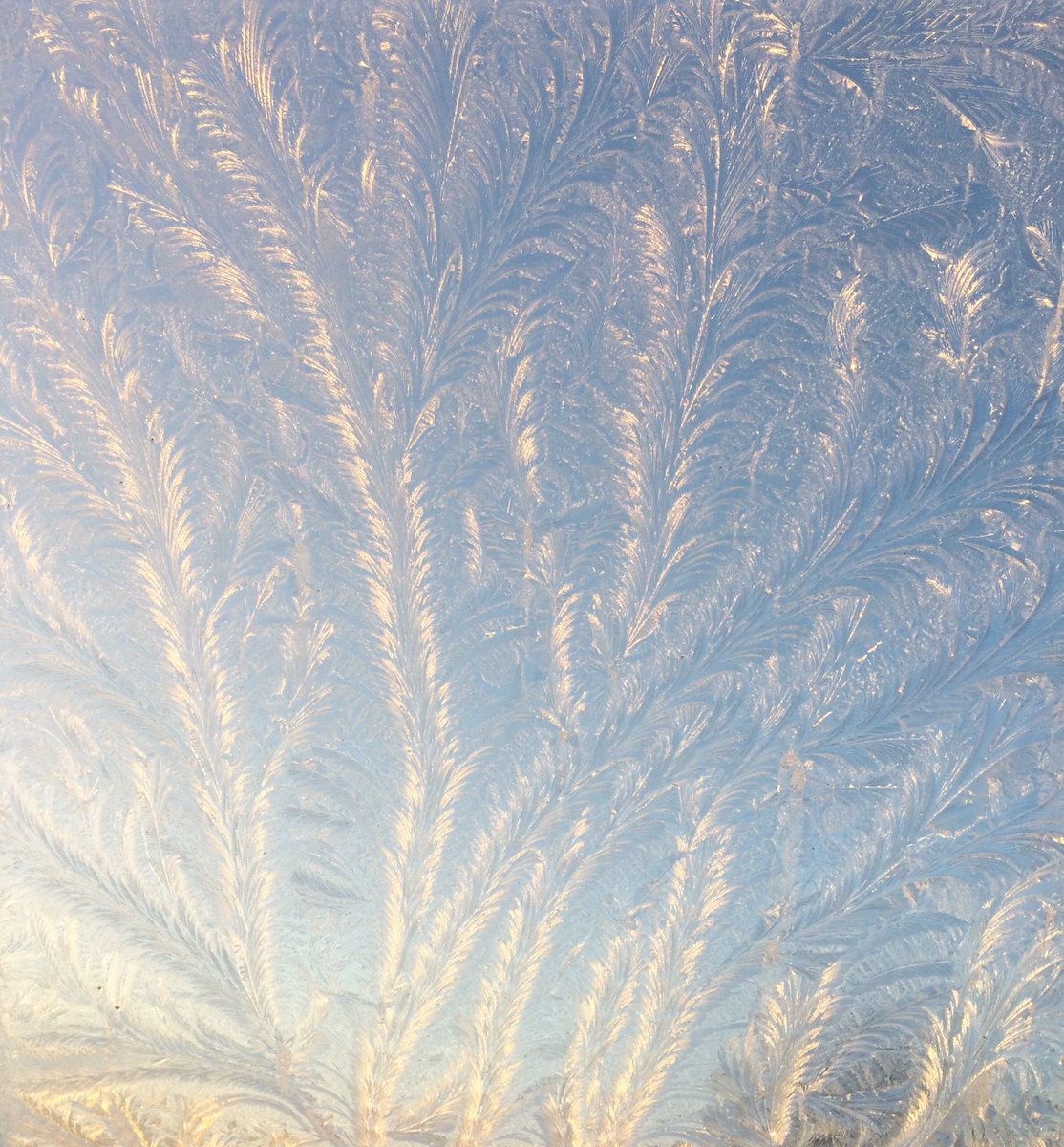 Anopheline's tweet photo. Goedemorgen. #ijsbloemen #frostwork https://t.co/5eoQ9Y7sxf
