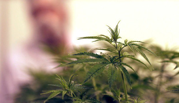 Fortune420Group's tweet photo. #MustWeed 6 doctors have submitted medical marijuana applications in La. &amp;#8... https://t.co/BAmf7596xF #Cannabis #Stocks &amp; #Crypto https://t.co/Fkl7qfodHx