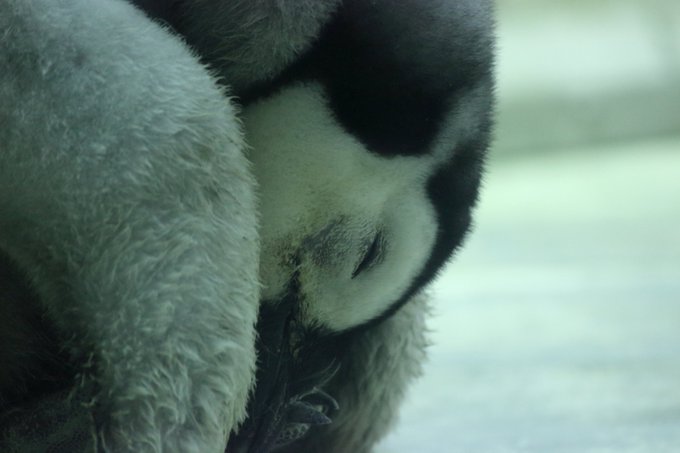 アドベンチャーワールドのtwitterイラスト検索結果 古い順