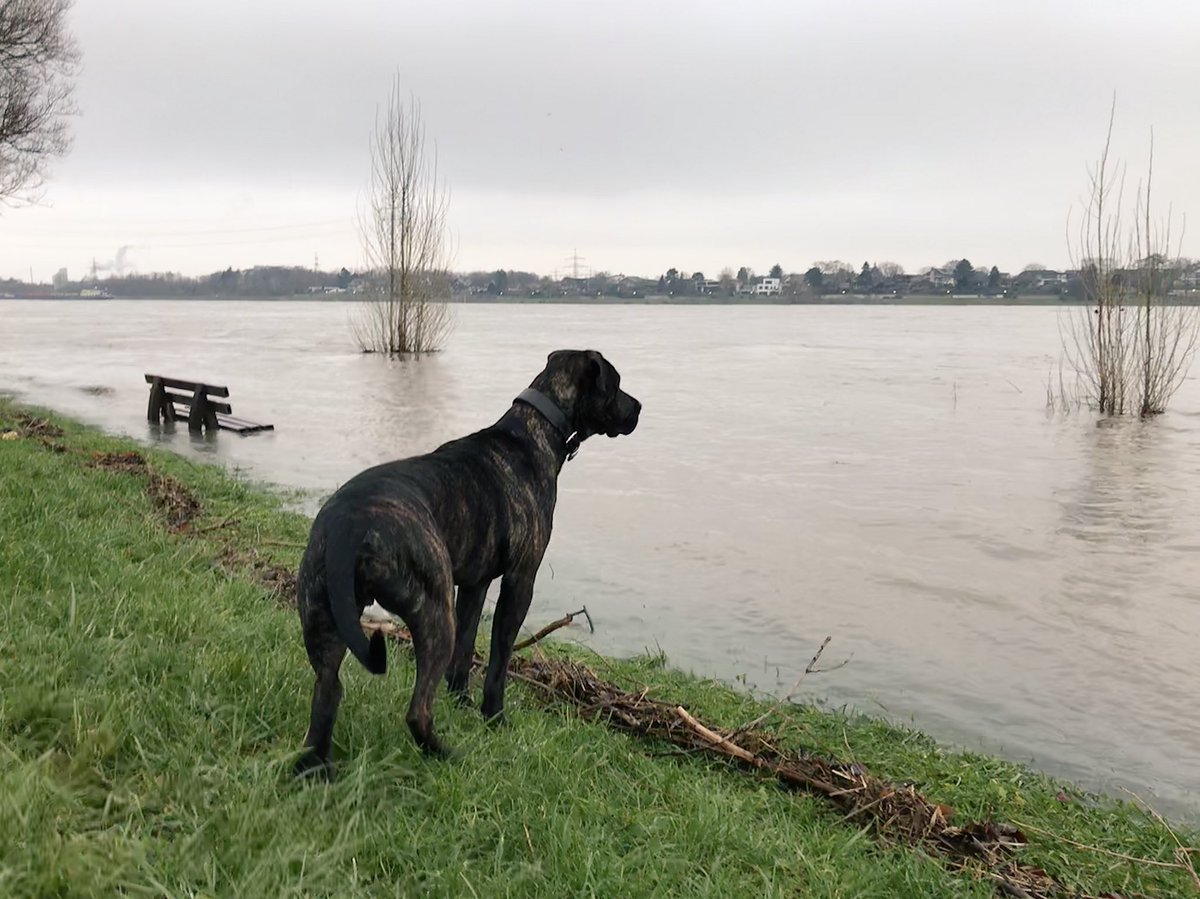 dirk_schnuis's tweet photo. Hochwasser Urfeld am Rhein 
#Rhein #Wesseling #Urfeld #Hochwasser https://t.co/CIFuxskR1c