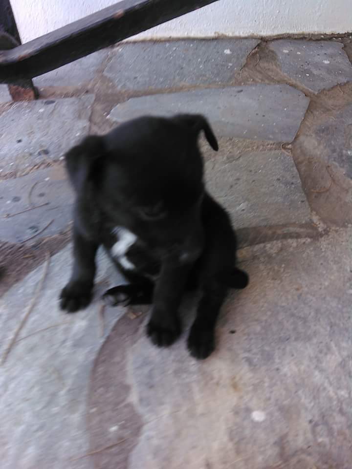 annafromtheplok's tweet photo. Βρισκεται Σαντορινη αλλα ερχεται Αθηνα.Ειναι αγορακι και θα γινει μικροσωμο.προωθηστε βρε παιδια μηπως βρει σπιτι.ειναι μωρο. https://t.co/KYTrz2cbyL